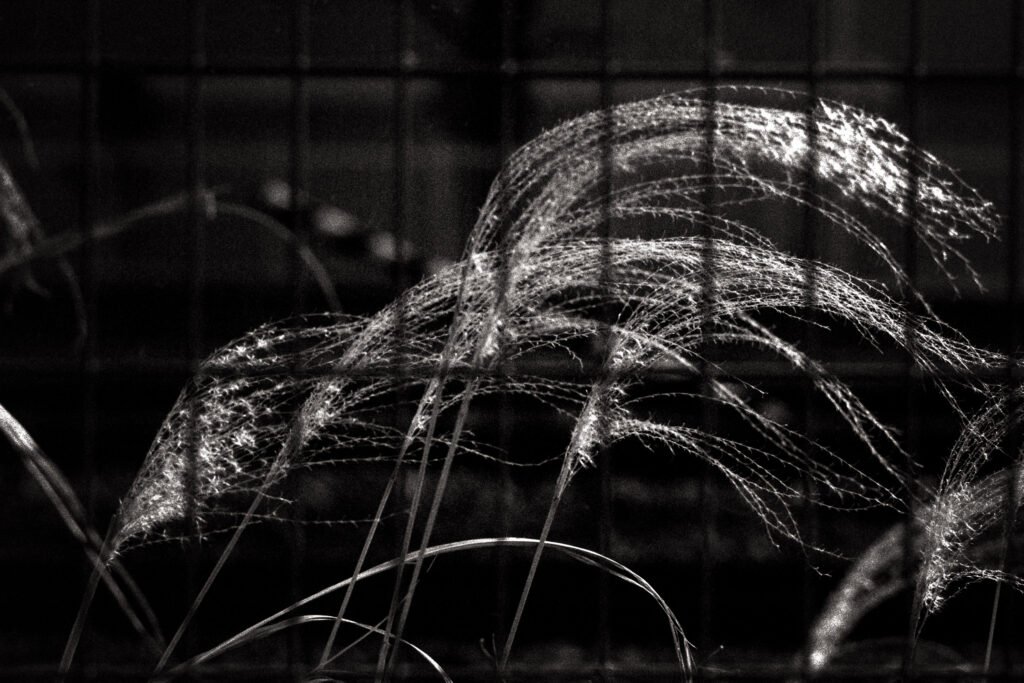 Monochrome photograph showing tall grasses backlit by the evening sun, seen from the other side of a wire fence