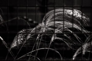Monochrome photograph showing tall grasses backlit by the evening sun, seen from the other side of a wire fence